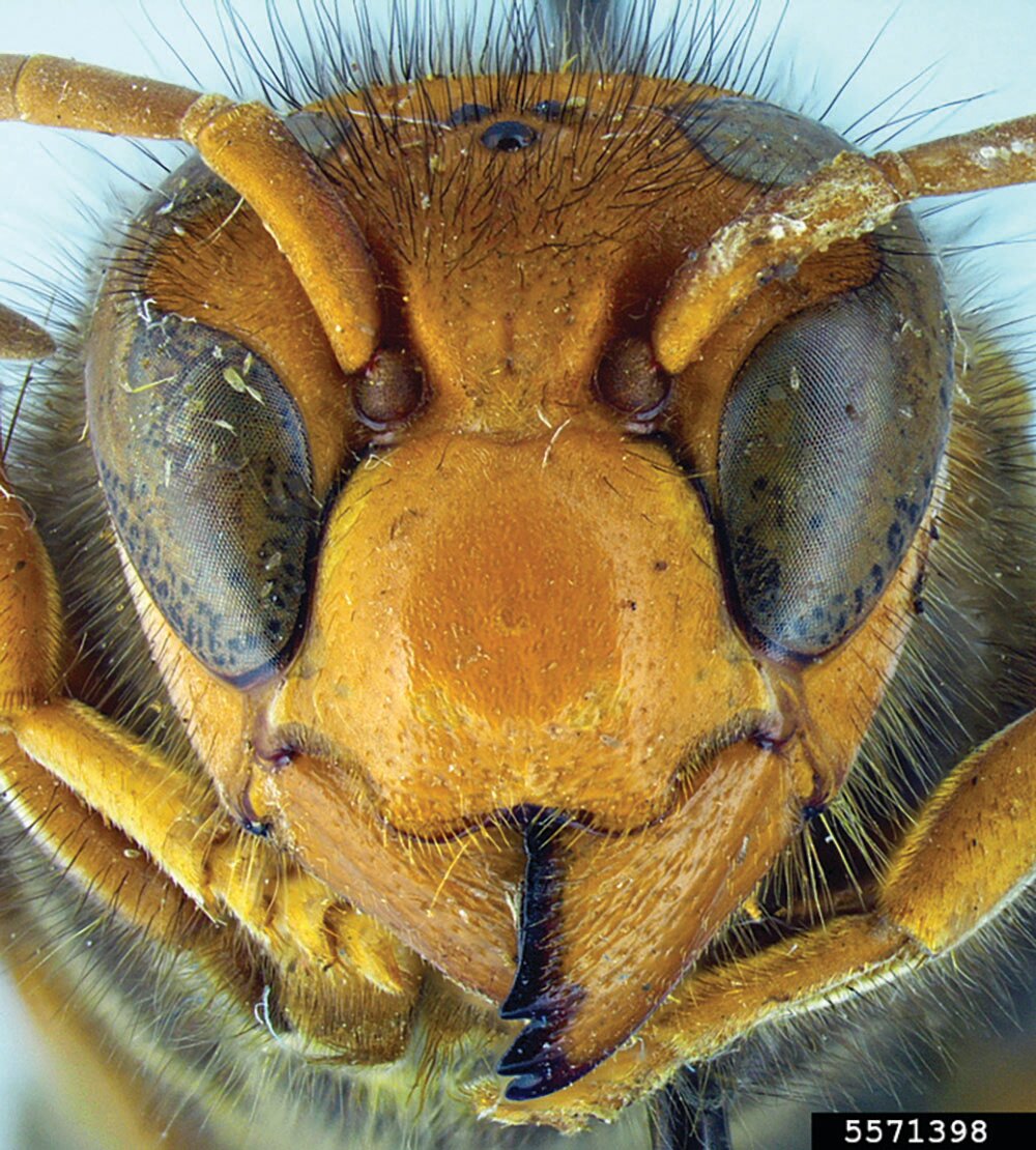An invasive yellow-legged hornet.